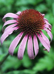 Tennessee Coneflower (Echinacea tennesseensis)