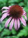 [Tennessee Coneflower (Echinacea tennesseensis)]