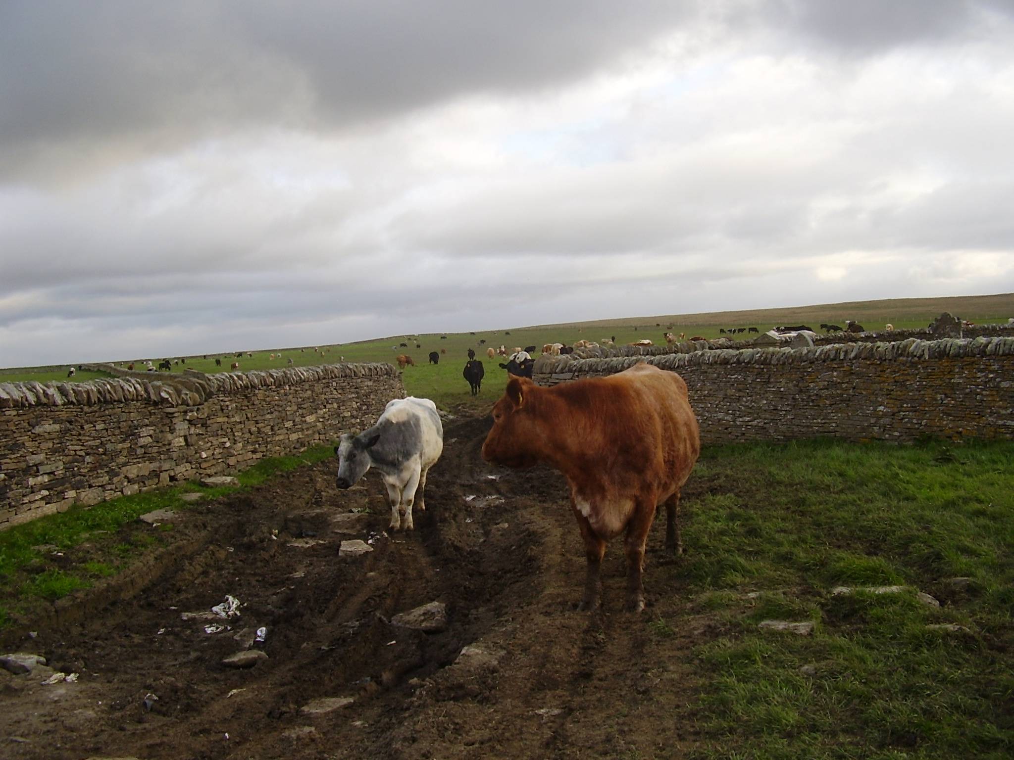 Cows: did you bring us food?