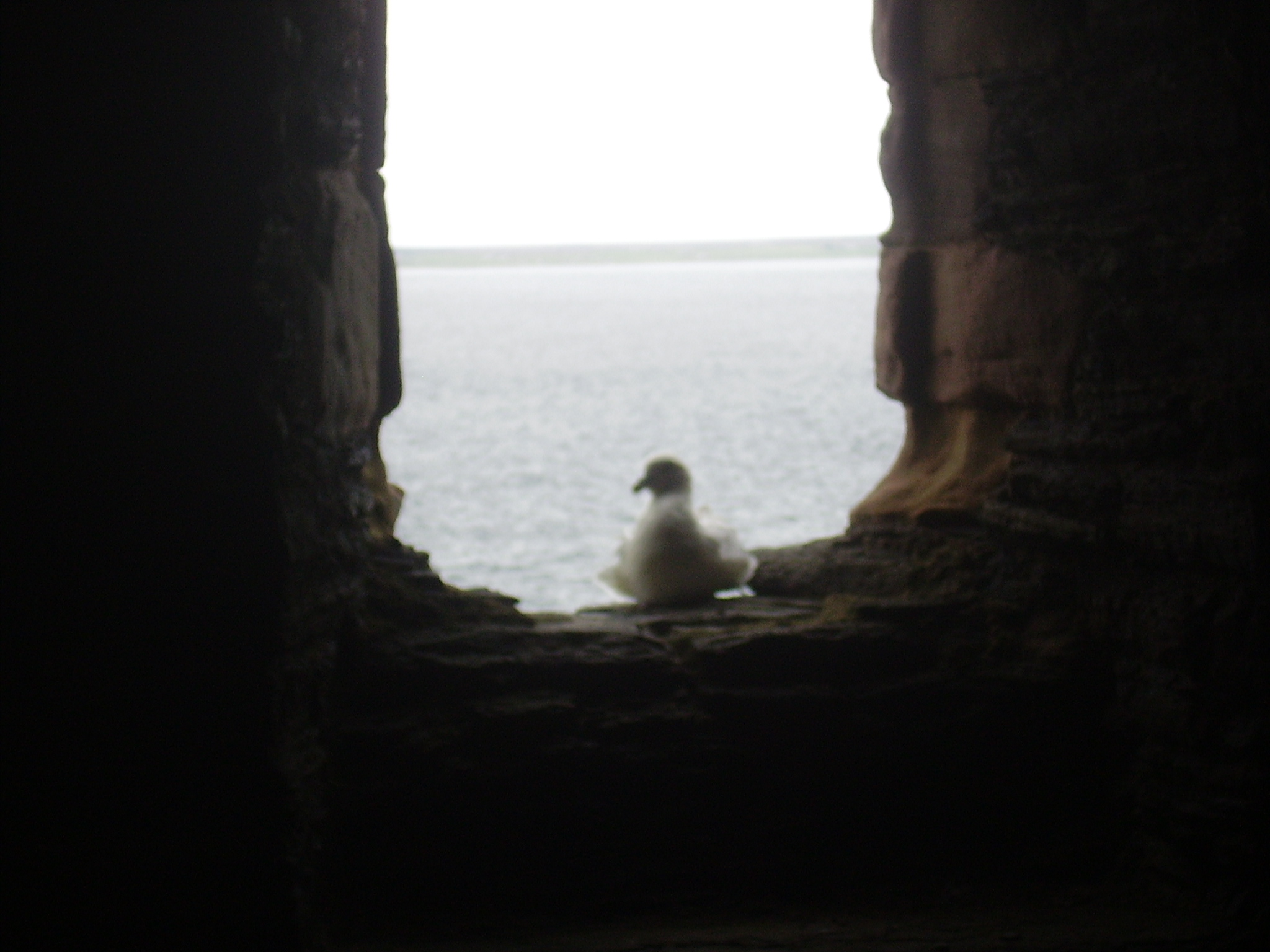 Gull window