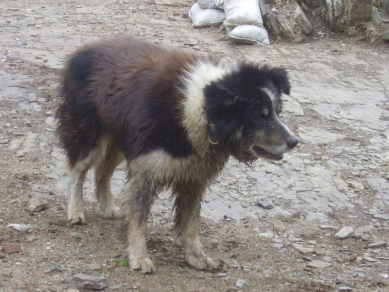 Dirty dog standing