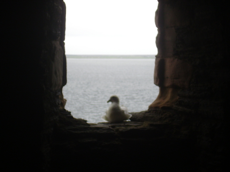 Gull window 2