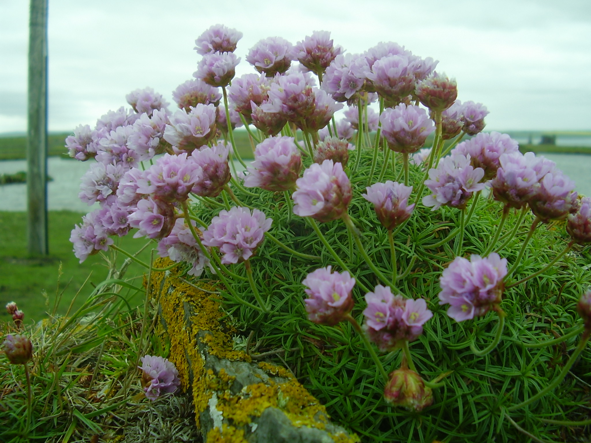 Pink flowers 2