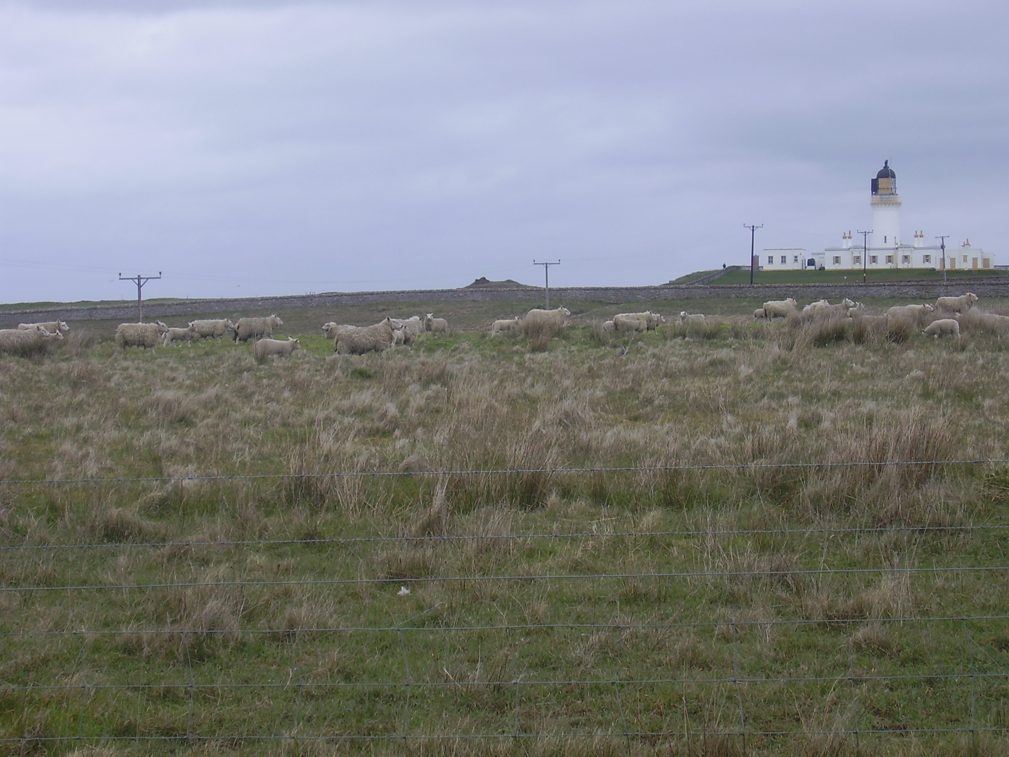 Sheep and lighthouse