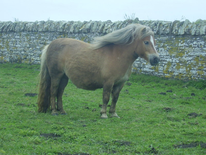 Pony