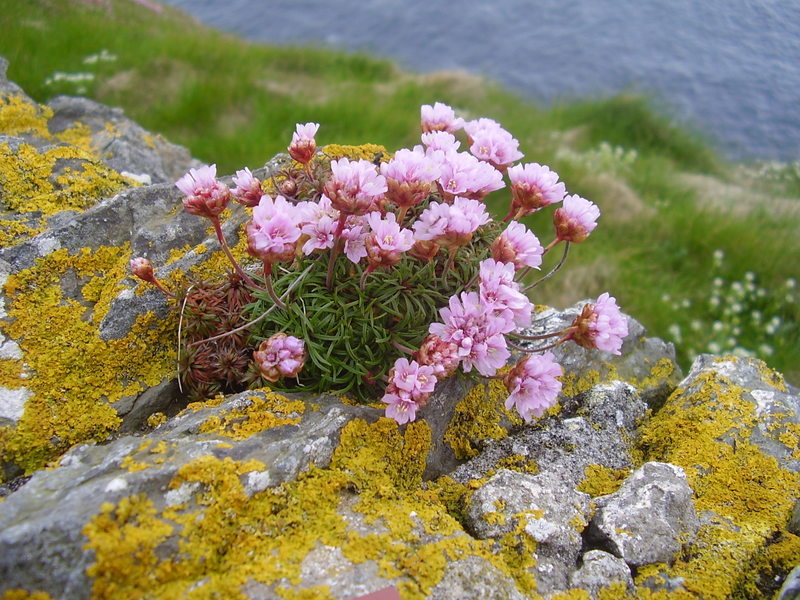 Pink flowers 1