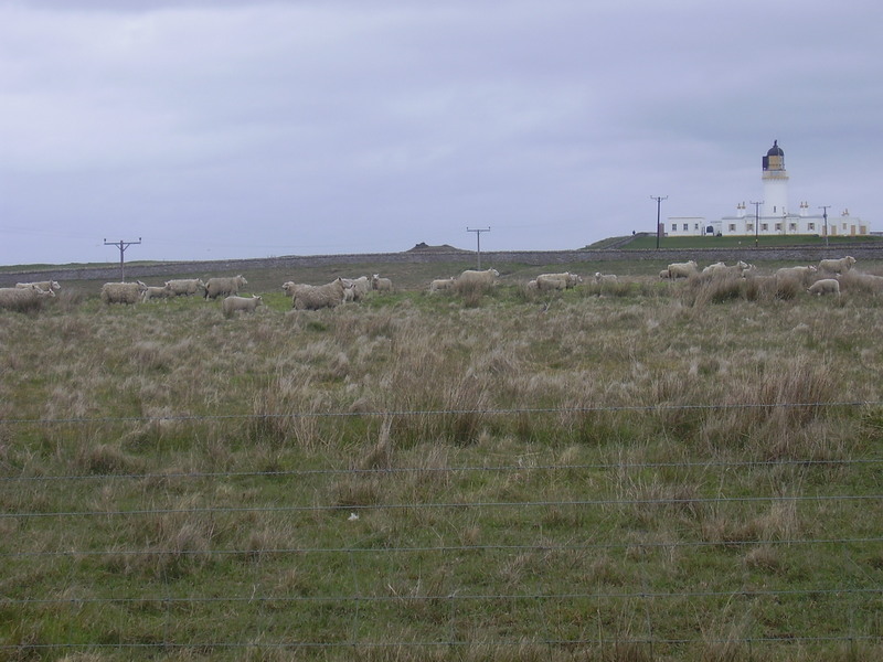 Sheep and lighthouse
