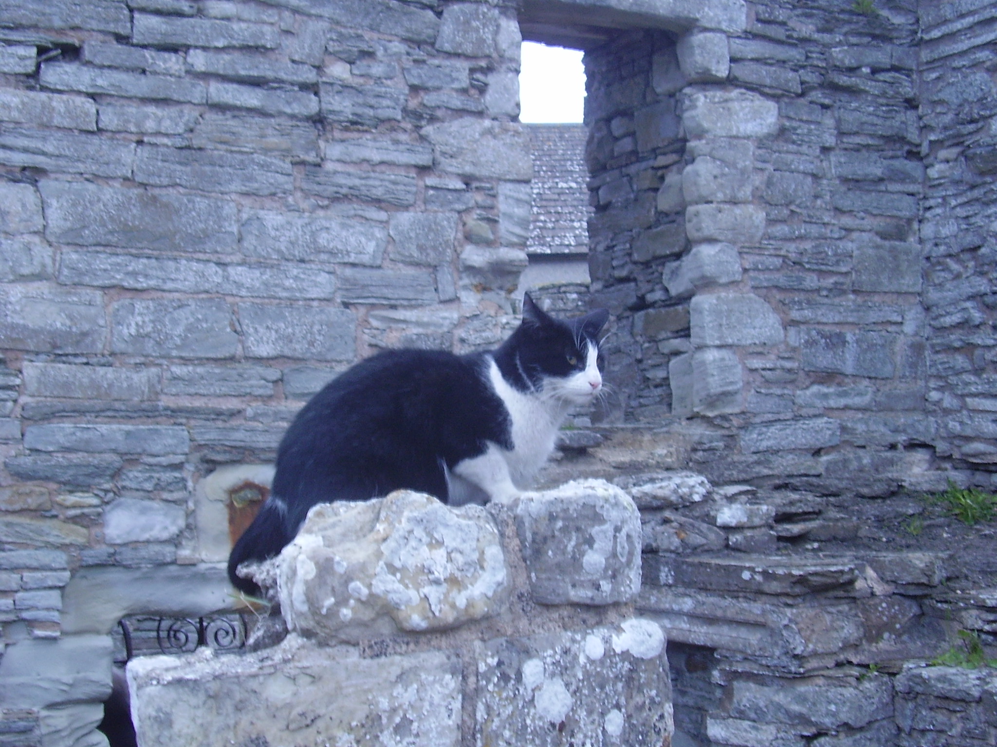 Black and white cat